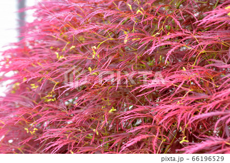 春から紅葉している紅枝垂れモミジの写真素材