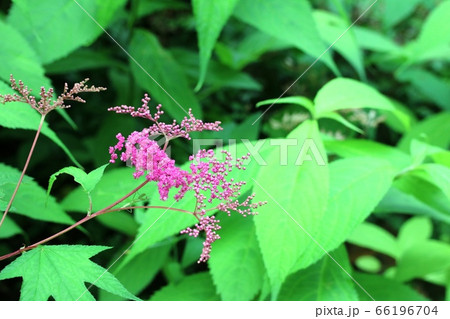 今年もキョウガノコ（京鹿子）が咲き始めました！ 66196704