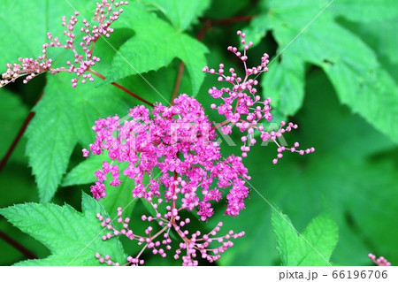 今年もキョウガノコ（京鹿子）が咲き始めました！ 66196706