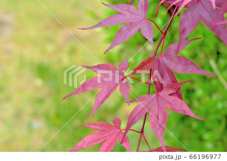 春から紅葉しているノムラモミジ 春から紅葉しているノムラモミジ 66196977