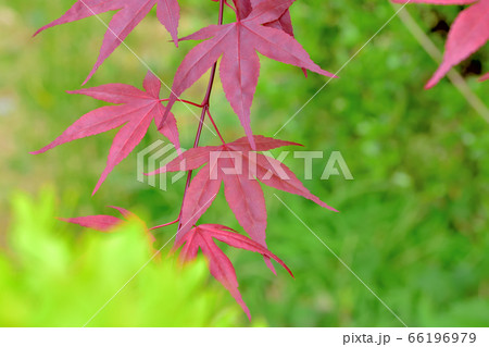 春から紅葉しているノムラモミジ 66196979