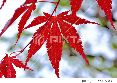 春から紅葉しているノムラモミジ 春から紅葉しているノムラモミジ 66197031