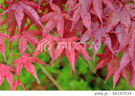 春から紅葉しているノムラモミジ 春から紅葉しているノムラモミジ 66197034