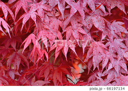 春から紅葉しているノムラモミジ 春から紅葉しているノムラモミジ 66197134