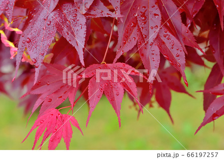 春から紅葉しているノムラモミジ 春から紅葉しているノムラモミジ 66197257