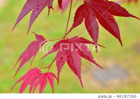 春から紅葉しているノムラモミジ 春から紅葉しているノムラモミジ 66197260