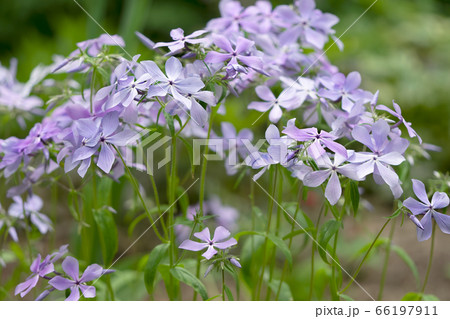 フロクス　ディワリカタ　クラウズ・オブ・パフューム　フロックス 66197911