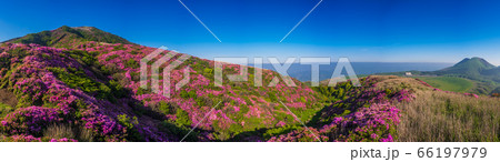 熊本県阿蘇山 ミヤマキリシマの群生地 烏帽子岳より馬の放牧が見られる草千里方向を望む 66197979
