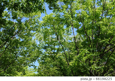 新緑 66198225
