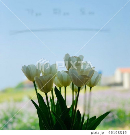 春 花 花びら 66198316