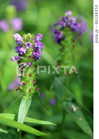 ウツボグサ ウツボグサ 66198350