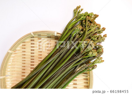 ワラビ　わらび　山菜　さんさい 66198455