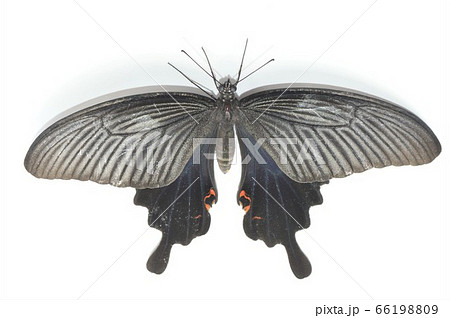 クロアゲハ 白背景 クロアゲハ 白背景 66198809