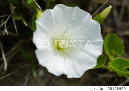 浜昼顔 66198969