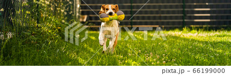 Tricolor beagle dog fetching a riped toy and 66199000