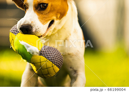 Tricolor beagle dog fetching a riped toy and 66199004