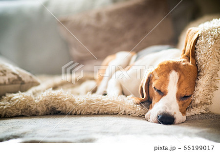 Beagle dog tired sleeps on a cozy sofa in funny Beagle dog tired sleeps on a cozy sofa in funny 66199017