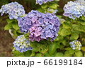 あじさい 66199184