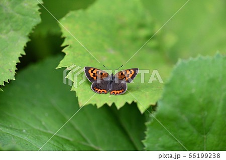 夏型ベニシジミの翅・表 夏型ベニシジミの翅・表 66199238