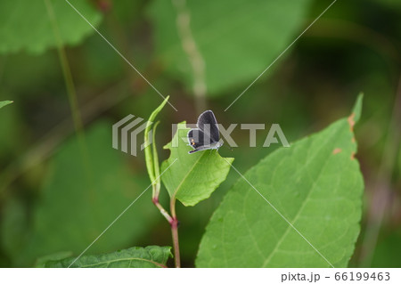 ツバメシジミの雌 66199463