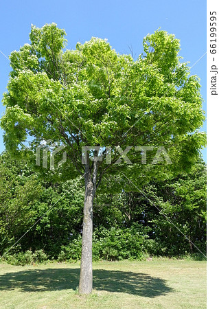 新緑 66199595