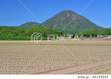 初夏の北海道喜茂別町で移植したばかりのビート畑の風景を撮影 初夏の北海道喜茂別町で移植したばかりのビート畑の風景を撮影 66199604