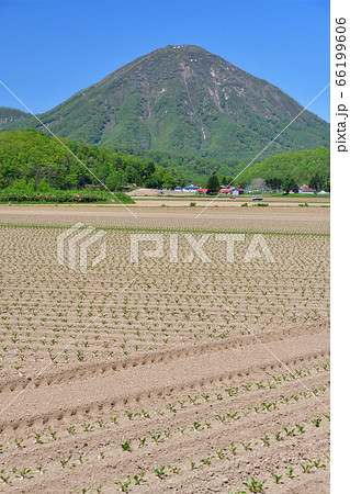 初夏の北海道喜茂別町で移植したばかりのビート畑の風景を撮影 66199606