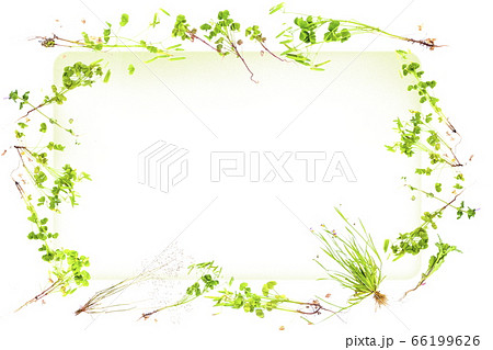 草花のかわいい背景フレーム 白背景の写真素材 草花のかわいい背景フレーム 白背景の写真素材