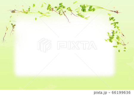 草花のかわいい背景フレーム 緑背景の写真素材