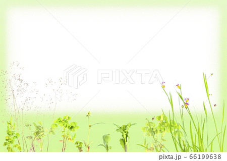 新緑の雑草のかわいい背景フレーム 緑背景にディザ合成の白い横長コピースペースの写真素材