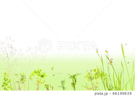 新緑の雑草のかわいい背景フレーム 白い横長長方形のコピースペースの写真素材