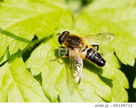 アシブトハナアブ 66199732