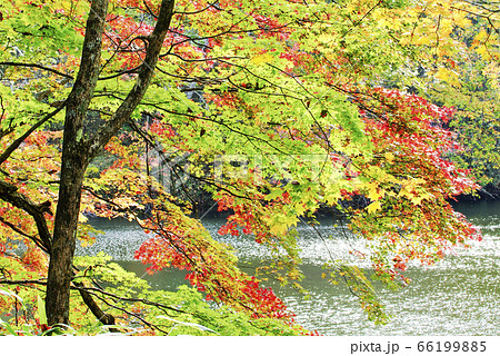 錦大沼公園 苫小牧市 錦大沼公園 苫小牧市 66199885