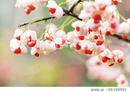 マユミ 滝野すずらん丘陵公園 マユミ 滝野すずらん丘陵公園 66199991