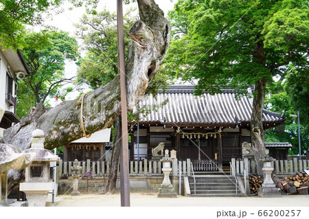 兵庫　宝塚　小浜宿　小浜皇大神社（初夏） 66200257