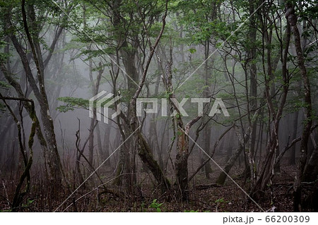 地球を感じる森の生命 地球を感じる森の生命 66200309