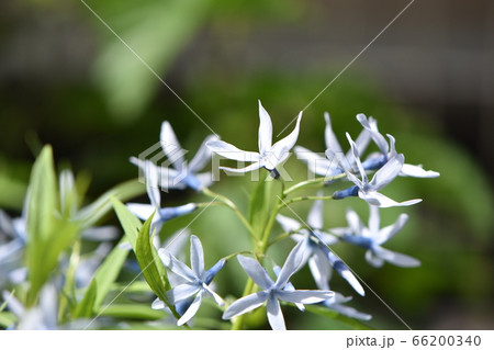 春に咲くかわいいバラ 66200340