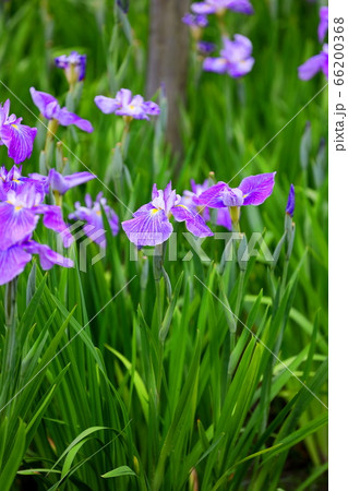 花菖蒲 66200368