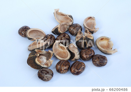 Rubber seed isolated on white background  66200486