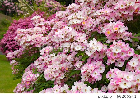 バラの花 バレリーナ バラの花 バレリーナ 66200541