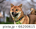 桜満開の公園を散歩中の柴犬 66200615
