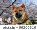 公園の桜をバックにおすまし柴犬 66200616