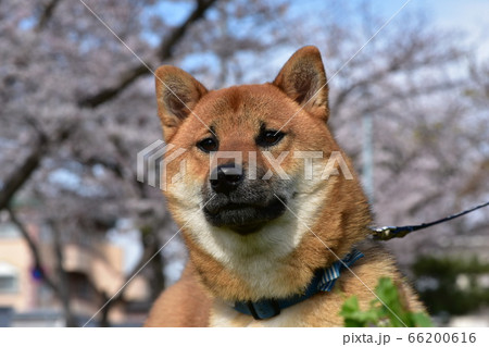公園の桜をバックにおすまし柴犬 66200616