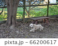 疾走する小型犬 66200617