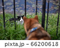 柴犬と猫のにらみ合い 66200618