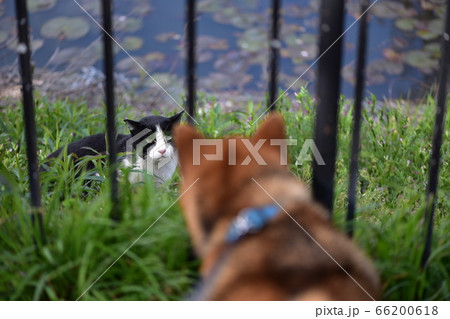 柴犬と猫のにらみ合い 66200618