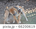 兄に牙を剥く妹、柴犬 66200619