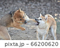 久しぶりに会った兄妹柴犬のじゃれあい 66200620