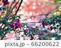 紅葉真っ只中に咲く赤い花 66200622