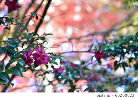 紅葉真っ只中に咲く赤い花 紅葉真っ只中に咲く赤い花 66200622
